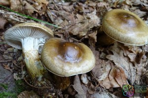 Hygrophorus persoonii (1)